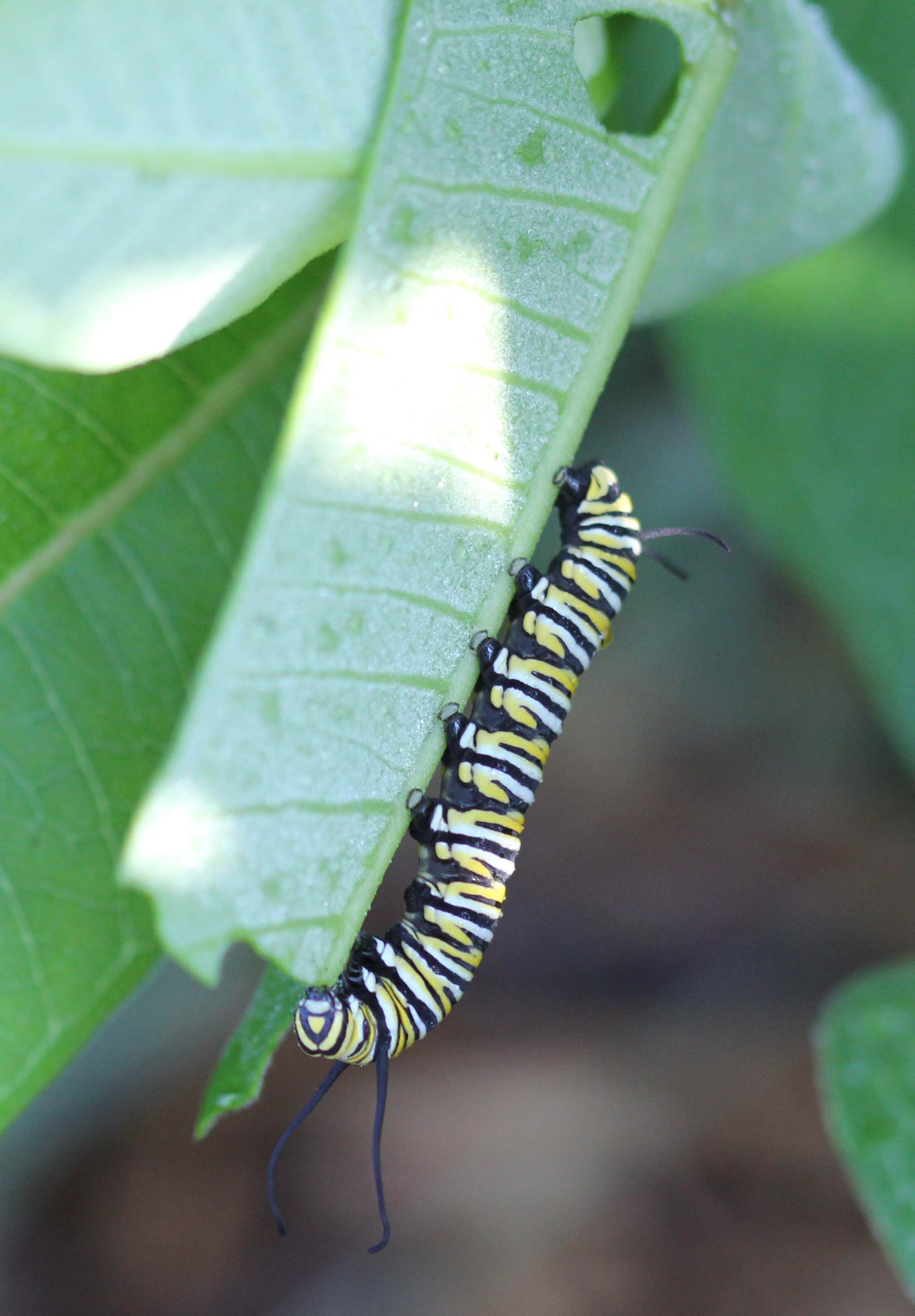 Monarch Caterpillar